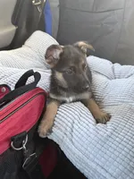 Sarge, a male German Shepherd Dog for sale in Washington, DC – 8 of 8
