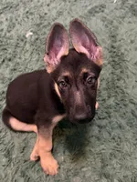 Sarge, a male German Shepherd Dog for sale in Washington, DC – 5 of 8