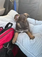 Sarge, a male German Shepherd Dog for sale in Washington, DC – 2 of 8