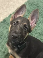 Sarge, a male German Shepherd Dog for sale in Washington, DC – 7 of 8
