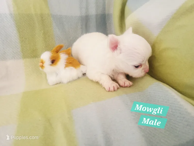Mowgli – Chihuahua puppy for sale in Moore, ID