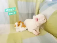 Mowgli, a male Chihuahua for sale in Moore, ID – Photo 2 of 7