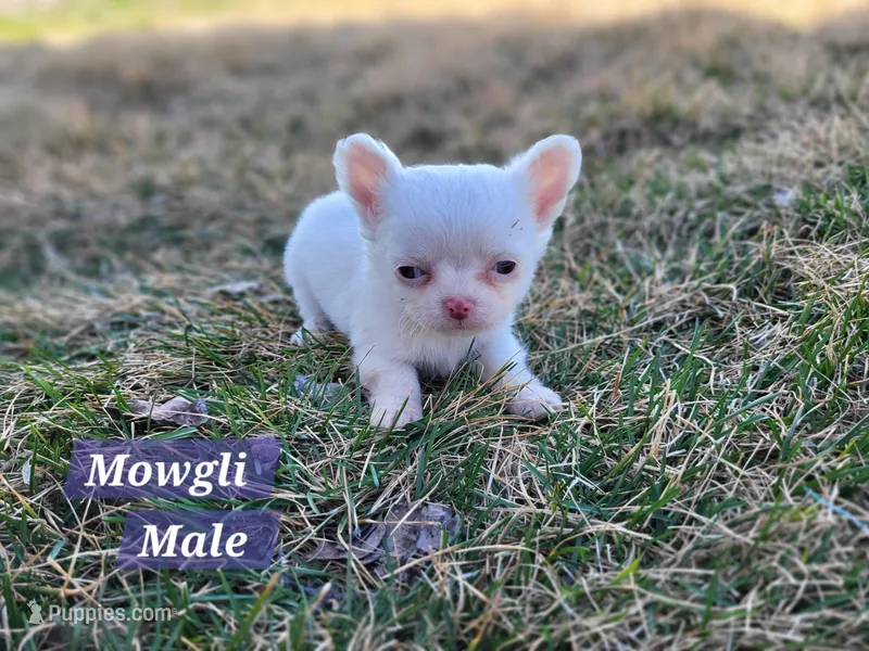 Mowgli – Chihuahua puppy for sale in Moore, ID