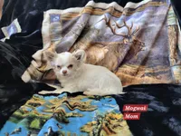 Mowgli, a male Chihuahua for sale in Moore, ID – Photo 6 of 7