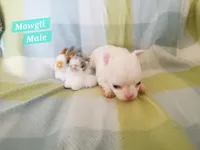 Mowgli, a male Chihuahua for sale in Moore, ID – Photo 5 of 7