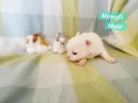 Mowgli, a male Chihuahua for sale in Moore, ID – Photo 4 of 7