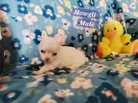 Mowgli, a male Chihuahua for sale in Moore, ID – Photo 8 of 10