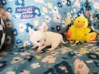 Mowgli, a male Chihuahua for sale in Moore, ID – Photo 10 of 10