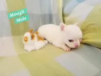 Mowgli, a male Chihuahua for sale in Moore, ID – Photo 3 of 7