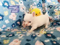 Mowgli, a male Chihuahua for sale in Moore, ID – Photo 9 of 10