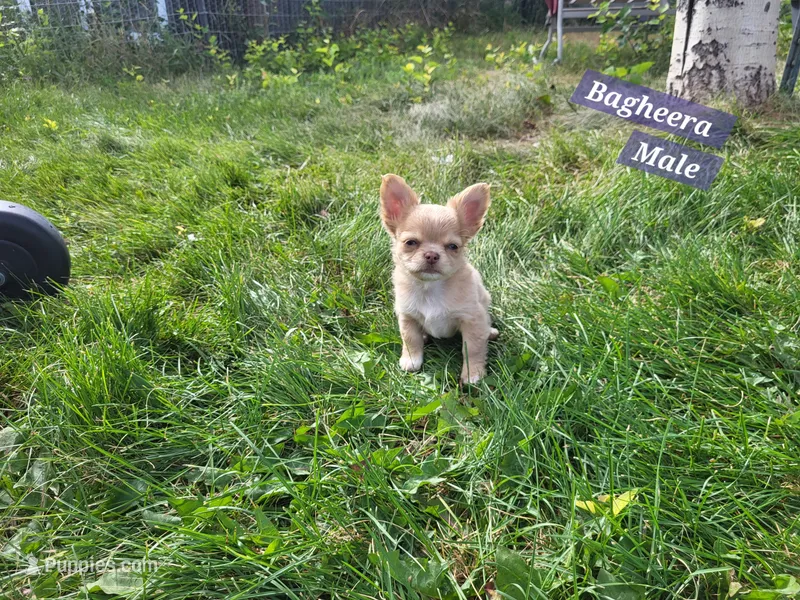Bagheera Akc – Chihuahua puppy for sale in Moore, ID