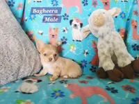 Bagheera Akc, a male Chihuahua for sale in Moore, ID – 4 of 7