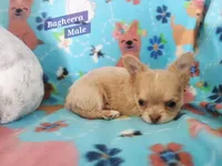 Bagheera Akc, a male Chihuahua for sale in Moore, ID – 3 of 7