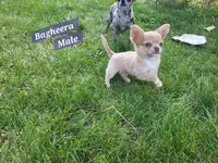 Bagheera Akc, a male Chihuahua for sale in Moore, ID – 2 of 7