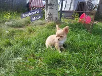 Bagheera Akc, a male Chihuahua for sale in Moore, ID – 7 of 7