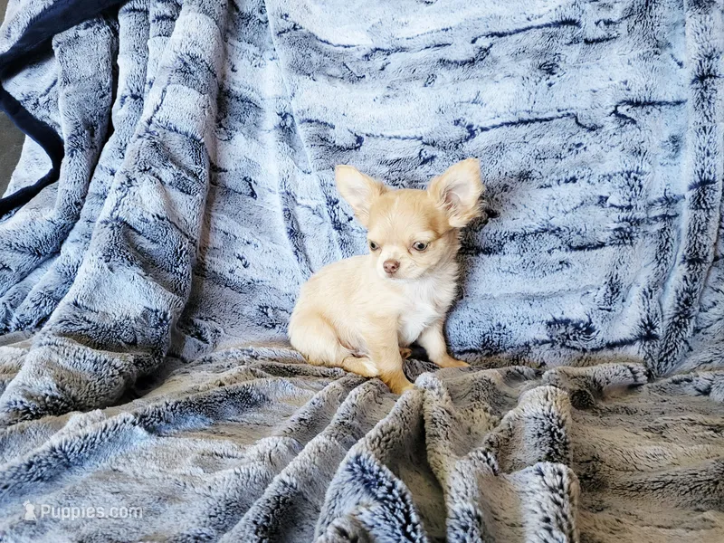 Bagheera Akc – Chihuahua puppy for sale in Moore, ID