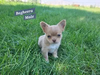 Bagheera Akc, a male Chihuahua for sale in Moore, ID – 5 of 7