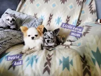 Bagheera Akc, a male Chihuahua for sale in Moore, ID – 6 of 7