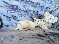 Alice, a female Chihuahua for sale in Moore, ID – 3 of 5
