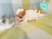 Meeko, a male Chihuahua for sale in Moore, ID – Photo 4 of 7