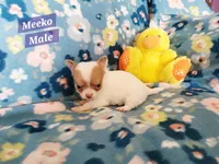 Meeko, a male Chihuahua for sale in Moore, ID – Photo 8 of 10