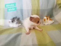 Meeko, a male Chihuahua for sale in Moore, ID – Photo 3 of 7