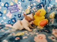 Meeko, a male Chihuahua for sale in Moore, ID – Photo 9 of 10