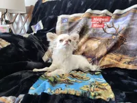 Meeko, a male Chihuahua for sale in Moore, ID – Photo 6 of 7