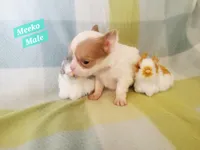 Meeko, a male Chihuahua for sale in Moore, ID – Photo 2 of 7