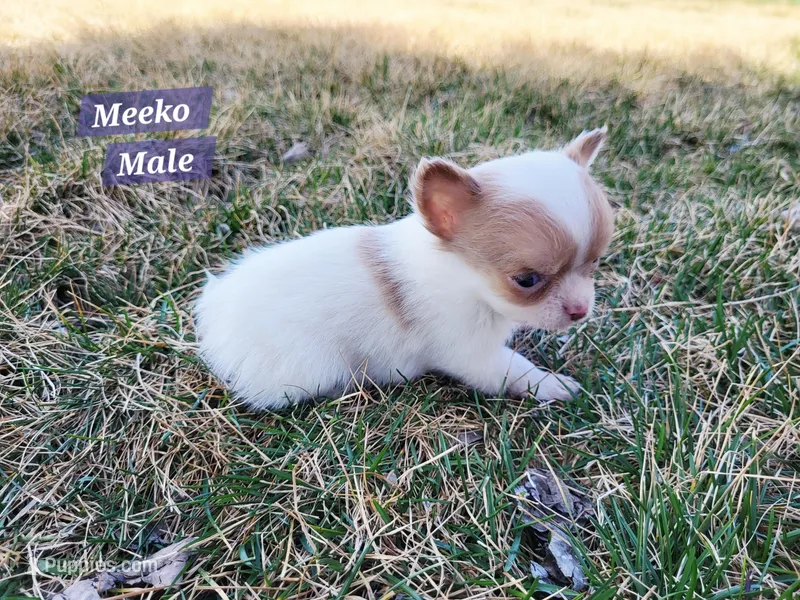 Meeko – Chihuahua puppy for sale in Moore, ID
