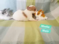 Meeko, a male Chihuahua for sale in Moore, ID – Photo 5 of 7