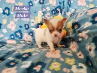 Meeko, a male Chihuahua for sale in Moore, ID – Photo 10 of 10