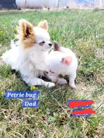 Meeko, a male Chihuahua for sale in Moore, ID – Photo 7 of 7