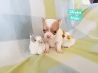 Meeko, a male Chihuahua for sale in Moore, ID – Photo 1 of 7