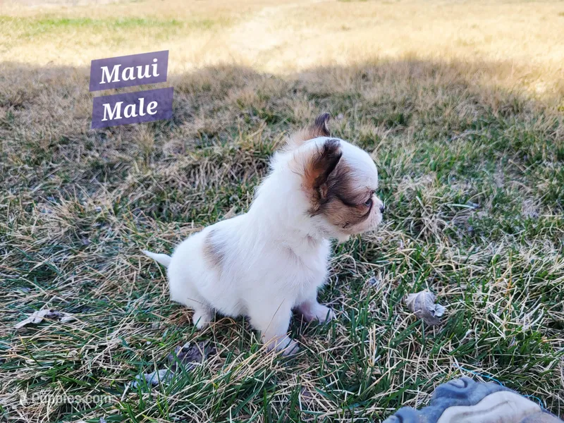 Maui – Chihuahua puppy for sale in Moore, ID