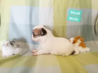 Maui, a male Chihuahua for sale in Moore, ID – Photo 4 of 7