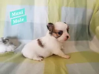 Maui, a male Chihuahua for sale in Moore, ID – Photo 2 of 7
