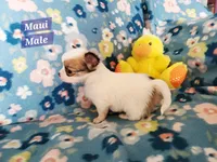 Maui, a male Chihuahua for sale in Moore, ID – Photo 8 of 10