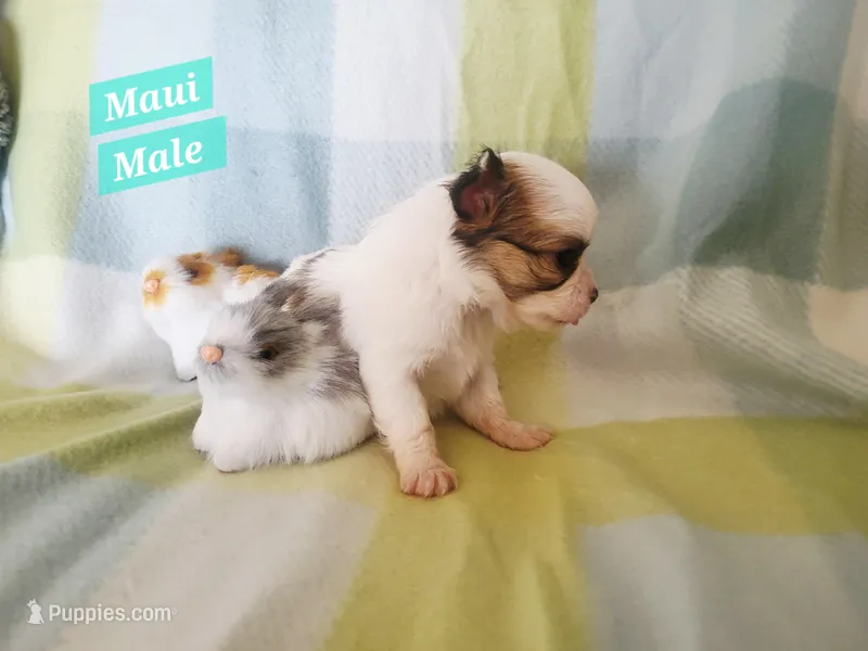 Maui – Chihuahua puppy for sale in Moore, ID