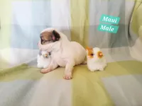 Maui, a male Chihuahua for sale in Moore, ID – Photo 5 of 7