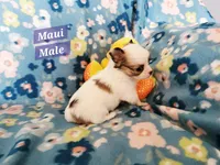 Maui, a male Chihuahua for sale in Moore, ID – Photo 9 of 10