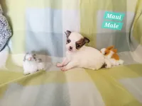 Maui, a male Chihuahua for sale in Moore, ID – Photo 3 of 7