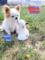 Maui, a male Chihuahua for sale in Moore, ID – Photo 7 of 7