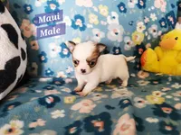 Maui, a male Chihuahua for sale in Moore, ID – Photo 10 of 10