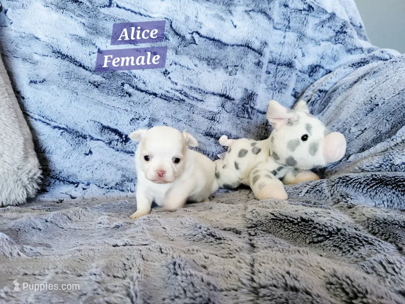 Alice – Chihuahua puppy for sale in Moore, ID