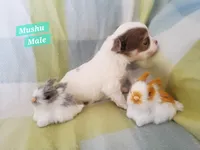 Mushu, a male Chihuahua for sale in Moore, ID – Photo 4 of 7