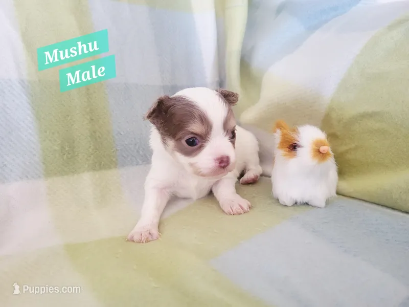 Mushu – Chihuahua puppy for sale in Moore, ID
