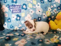 Mushu, a male Chihuahua for sale in Moore, ID – Photo 10 of 10
