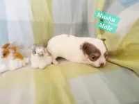 Mushu, a male Chihuahua for sale in Moore, ID – Photo 2 of 7