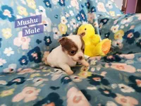 Mushu, a male Chihuahua for sale in Moore, ID – Photo 9 of 10